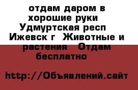 отдам даром в хорошие руки - Удмуртская респ., Ижевск г. Животные и растения » Отдам бесплатно   